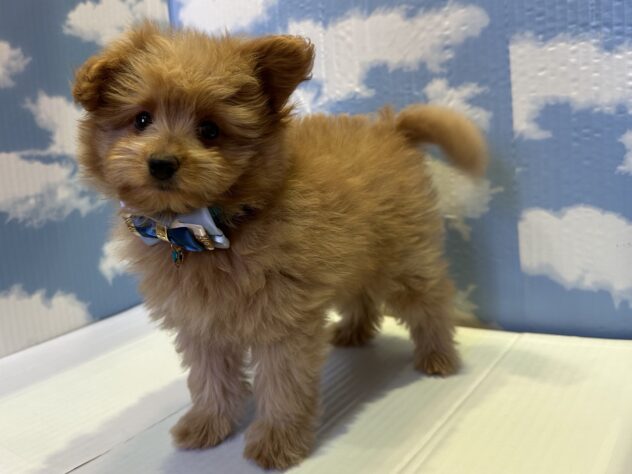 山形県のハーフ犬・ミックス犬 (アミーゴ山形北店/2025年8月28日生まれ/男の子/クリーム)の子犬の3枚目の画像