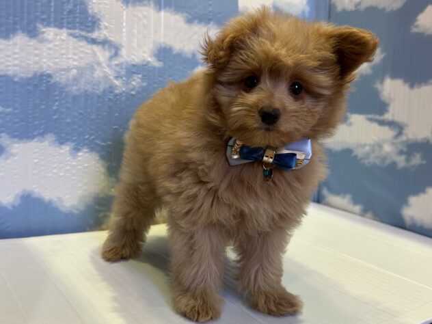 山形県のハーフ犬・ミックス犬 (アミーゴ山形北店/2025年8月28日生まれ/男の子/クリーム)の子犬の2枚目の画像