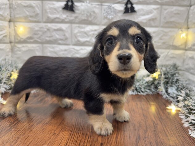 兵庫県のミニチュアダックスフンド(ロング) (ワンキャラット アミーゴ姫路飾磨店/2025年9月11日生まれ/女の子/ブラックタン)の子犬の2枚目の画像