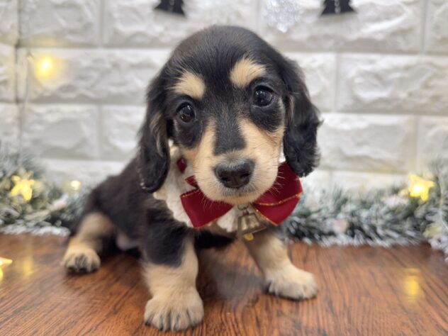 兵庫県のミニチュアダックスフンド(ロング) (ワンキャラット アミーゴ姫路飾磨店/2025年9月11日生まれ/女の子/ブラックタン)の子犬の1枚目の画像