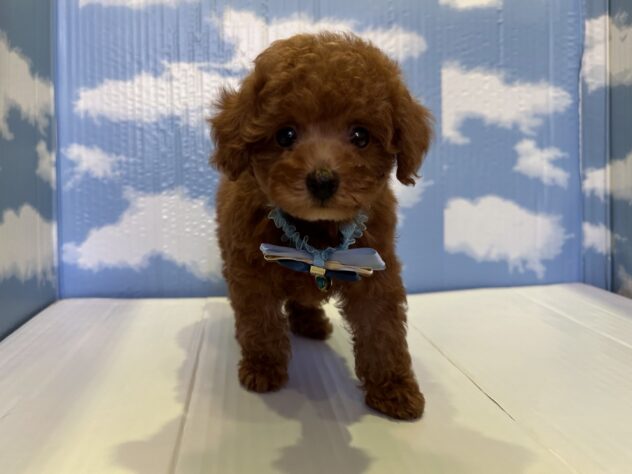 山形県のトイプードル(トイ) (アミーゴ山形北店/2025年9月13日生まれ/男の子/レッド)の子犬の1枚目の画像