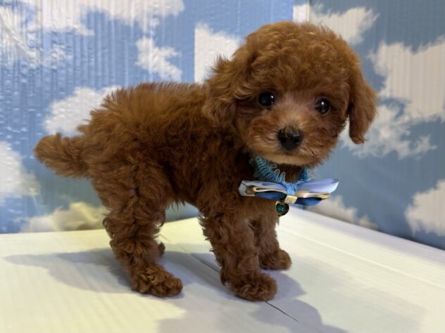 山形県のトイプードル(トイ) (アミーゴ山形北店/2025年9月13日生まれ/男の子/レッド)の子犬の2枚目の画像