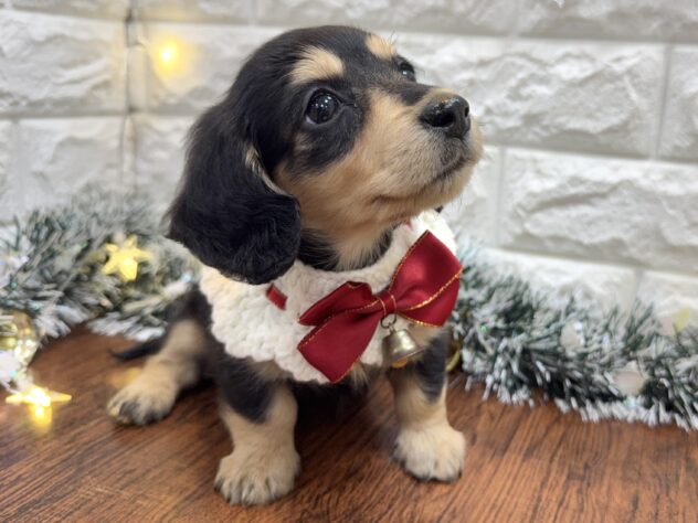 兵庫県のミニチュアダックスフンド(ロング) (ワンキャラット アミーゴ姫路飾磨店/2025年9月11日生まれ/女の子/ブラックタン)の子犬の3枚目の画像