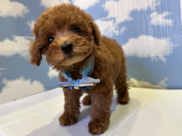 山形県のトイプードル(トイ) (アミーゴ山形北店/2025年9月13日生まれ/男の子/レッド)の子犬の3枚目の画像