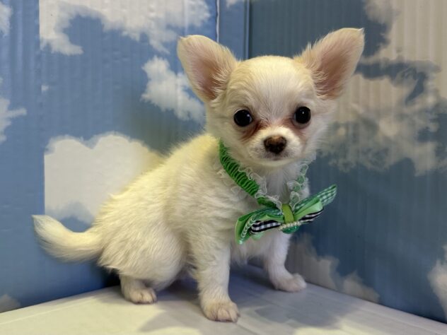 山形県のチワワ(ロング) (アミーゴ山形北店/2025年9月6日生まれ/男の子/ホワイトクリーム)の子犬の2枚目の画像