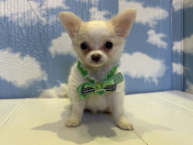 山形県のチワワ(ロング) (アミーゴ山形北店/2025年9月6日生まれ/男の子/ホワイトクリーム)の子犬の1枚目の画像