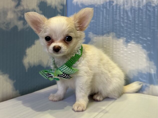 山形県のチワワ(ロング) (アミーゴ山形北店/2025年9月6日生まれ/男の子/ホワイトクリーム)の子犬の3枚目の画像