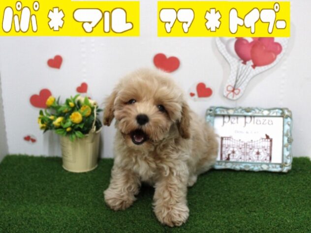 兵庫県のマルプー(マルチーズ×プードル) (ペット・プラザ アミーゴ尼崎昭和通店/2025年9月15日生まれ/男の子/クリーム)の子犬の1枚目の画像