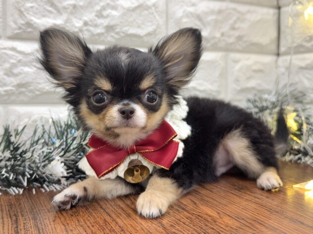 兵庫県のチワワ(ロング) (ワンキャラット アミーゴ姫路飾磨店/2025年8月15日生まれ/男の子/ブラックタンホワイト)の子犬の3枚目の画像