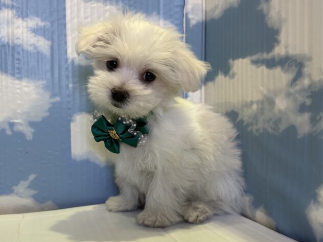 山形県のマルチーズ (アミーゴ山形北店/2025年8月31日生まれ/男の子/ホワイト)の子犬の2枚目の画像