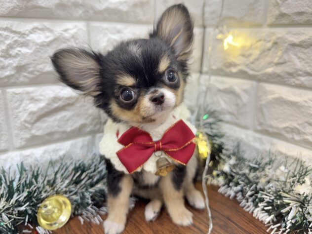 兵庫県のチワワ(ロング) (ワンキャラット アミーゴ姫路飾磨店/2025年8月15日生まれ/男の子/ブラックタンホワイト)の子犬の2枚目の画像