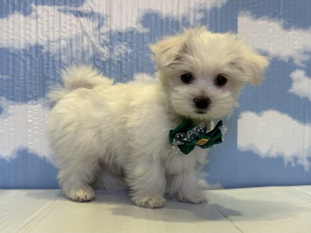 山形県のマルチーズ (アミーゴ山形北店/2025年8月31日生まれ/男の子/ホワイト)の子犬の3枚目の画像