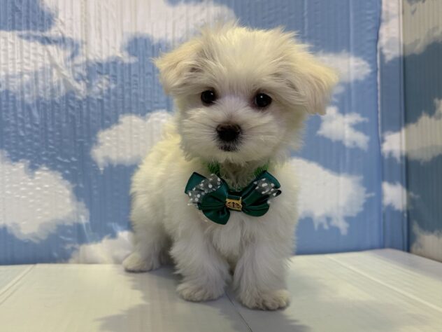 山形県のマルチーズ (アミーゴ山形北店/2025年8月31日生まれ/男の子/ホワイト)の子犬の1枚目の画像