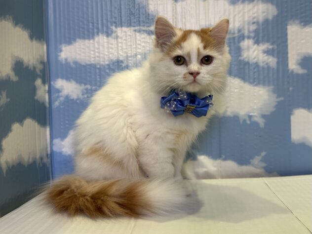 山形県のスコティッシュフォールド (アミーゴ山形北店/2025年7月13日生まれ/男の子/レッドホワイト)の子猫の2枚目の画像