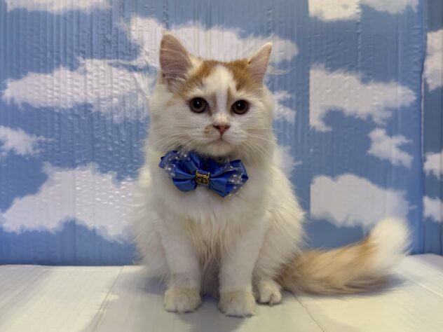 山形県のスコティッシュフォールド (アミーゴ山形北店/2025年7月13日生まれ/男の子/レッドホワイト)の子猫の1枚目の画像