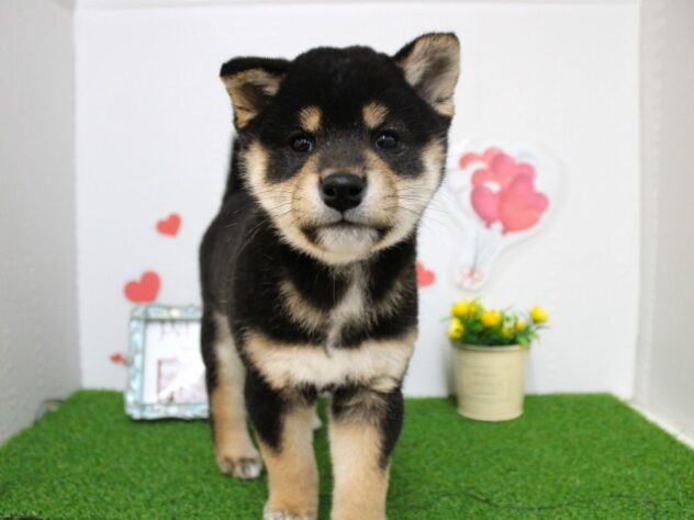 兵庫県の柴犬(標準サイズ) (ペット・プラザ アミーゴ尼崎昭和通店/2025年9月28日生まれ/男の子/黒)の子犬の1枚目の画像