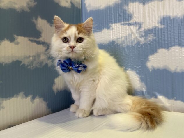 山形県のスコティッシュフォールド (アミーゴ山形北店/2025年7月13日生まれ/男の子/レッドホワイト)の子猫の3枚目の画像