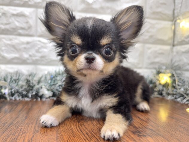 兵庫県のチワワ(ロング) (ワンキャラット アミーゴ姫路飾磨店/2025年8月15日生まれ/男の子/ブラックタンホワイト)の子犬の1枚目の画像