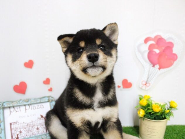 兵庫県の柴犬(標準サイズ) (ペット・プラザ アミーゴ尼崎昭和通店/2025年9月28日生まれ/男の子/黒)の子犬の2枚目の画像