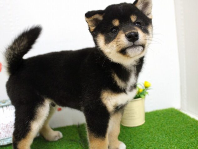 兵庫県の柴犬(標準サイズ) (ペット・プラザ アミーゴ尼崎昭和通店/2025年9月28日生まれ/男の子/黒)の子犬の3枚目の画像