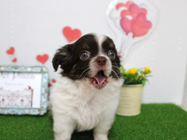 兵庫県のチワワ(ロング) (ペット・プラザ アミーゴ尼崎昭和通店/2025年9月28日生まれ/男の子/ホワイトチョコレートクリーム)の子犬の1枚目の画像