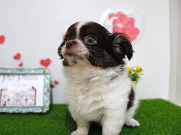 兵庫県のチワワ(ロング) (ペット・プラザ アミーゴ尼崎昭和通店/2025年9月28日生まれ/男の子/ホワイトチョコレートクリーム)の子犬の2枚目の画像