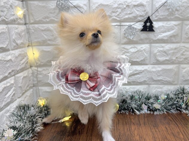 兵庫県のポメラニアン (ワンキャラット アミーゴ姫路飾磨店/2025年7月8日生まれ/女の子/クリーム)の子犬の2枚目の画像