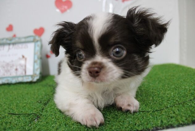 兵庫県のチワワ(ロング) (ペット・プラザ アミーゴ尼崎昭和通店/2025年9月28日生まれ/男の子/ホワイトチョコレートクリーム)の子犬の3枚目の画像