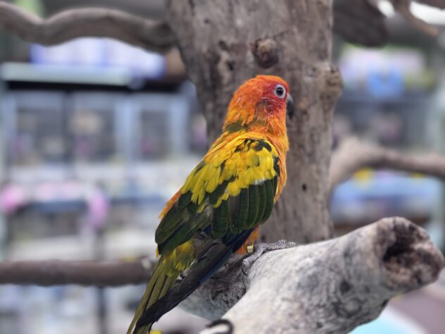 コガネメキシコインコ | ペットワールド アミーゴ