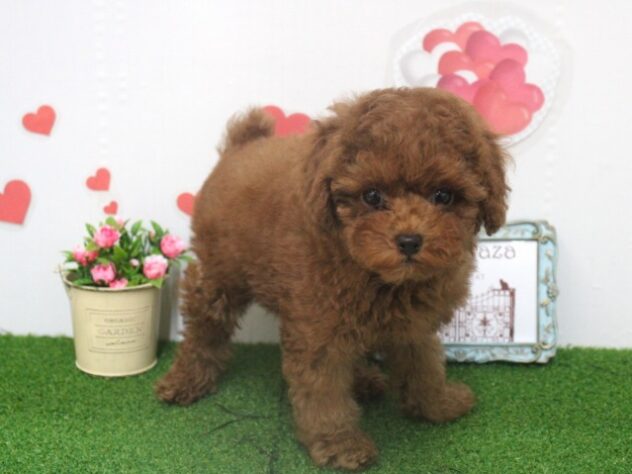 兵庫県のトイプードル(トイ) (ペット・プラザ アミーゴ尼崎昭和通店/2025年9月18日生まれ/女の子/レッドフォーン)の子犬の1枚目の画像