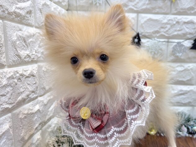 兵庫県のポメラニアン (ワンキャラット アミーゴ姫路飾磨店/2025年7月8日生まれ/女の子/クリーム)の子犬の1枚目の画像