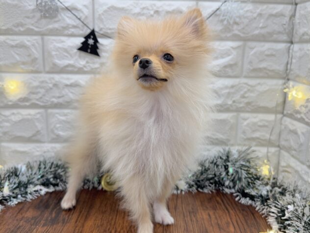 兵庫県のポメラニアン (ワンキャラット アミーゴ姫路飾磨店/2025年7月8日生まれ/女の子/クリーム)の子犬の3枚目の画像