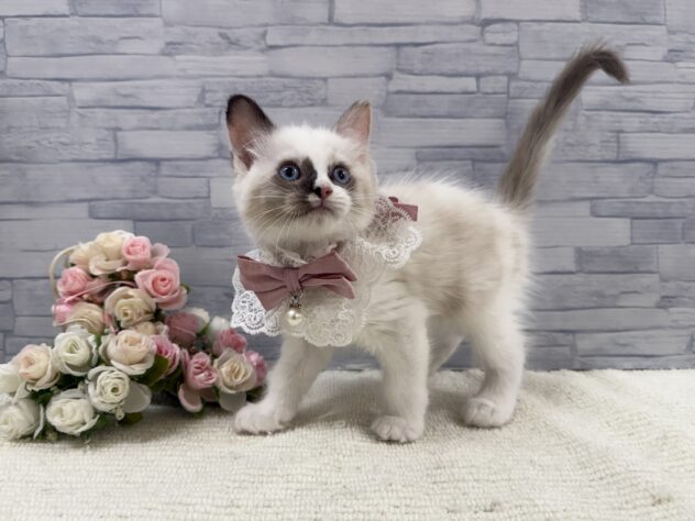 山口県のラグドール (アミーゴ周南店/2025年9月16日生まれ/女の子/ブルーポイントバイカラー)の子猫の2枚目の画像