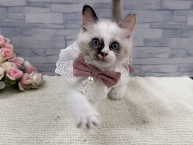 山口県のラグドール (アミーゴ周南店/2025年9月16日生まれ/女の子/ブルーポイントバイカラー)の子猫の3枚目の画像