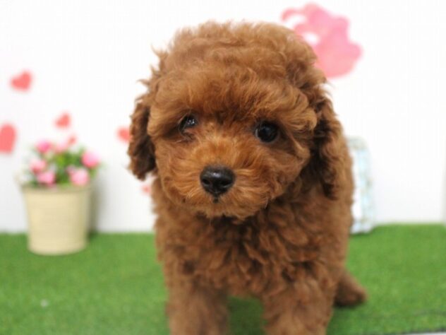 兵庫県のトイプードル(トイ) (ペット・プラザ アミーゴ尼崎昭和通店/2025年9月18日生まれ/女の子/レッドフォーン)の子犬の2枚目の画像