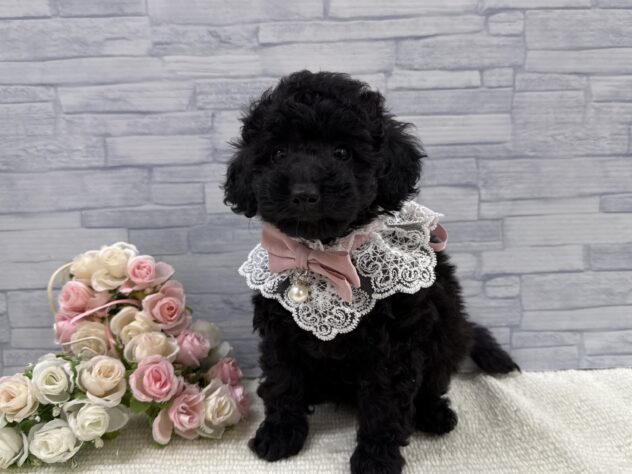 山口県のトイプードル(トイ) (アミーゴ周南店/2025年9月17日生まれ/女の子/ブラック)の子犬の2枚目の画像