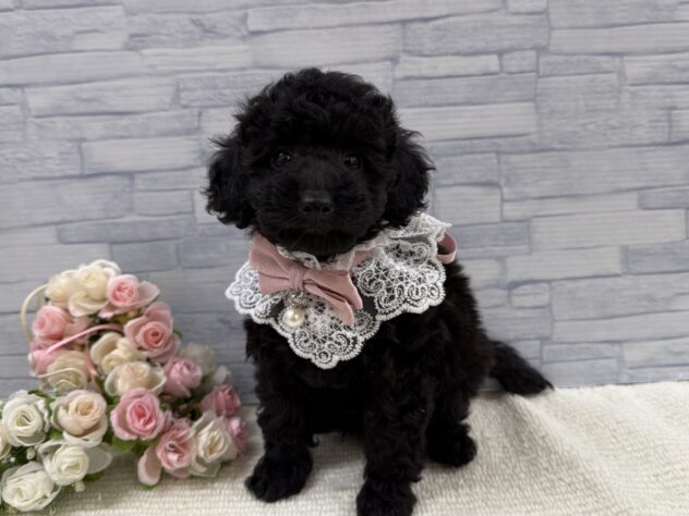 山口県のトイプードル(トイ) (アミーゴ周南店/2025年9月17日生まれ/女の子/ブラック)の子犬の1枚目の画像