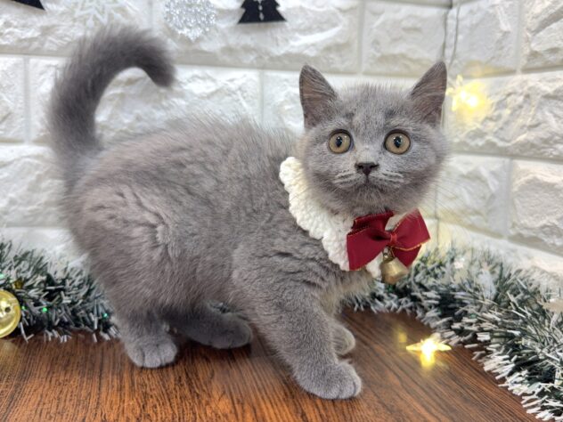 兵庫県のブリティッシュショートヘアー (ワンキャラット アミーゴ姫路飾磨店/2025年8月11日生まれ/女の子/ブルー)の子猫の2枚目の画像