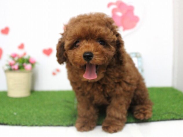 兵庫県のトイプードル(トイ) (ペット・プラザ アミーゴ尼崎昭和通店/2025年9月18日生まれ/女の子/レッドフォーン)の子犬の3枚目の画像