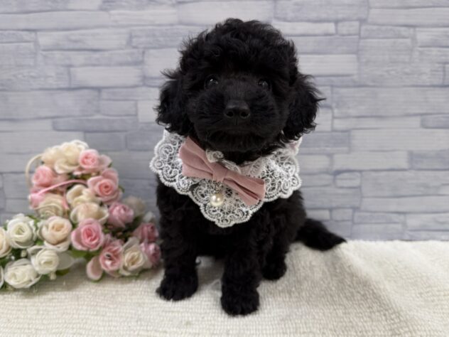 山口県のトイプードル(トイ) (アミーゴ周南店/2025年9月17日生まれ/女の子/ブラック)の子犬の3枚目の画像