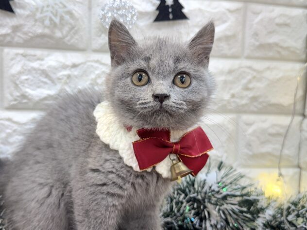 兵庫県のブリティッシュショートヘアー (ワンキャラット アミーゴ姫路飾磨店/2025年8月11日生まれ/女の子/ブルー)の子猫の1枚目の画像