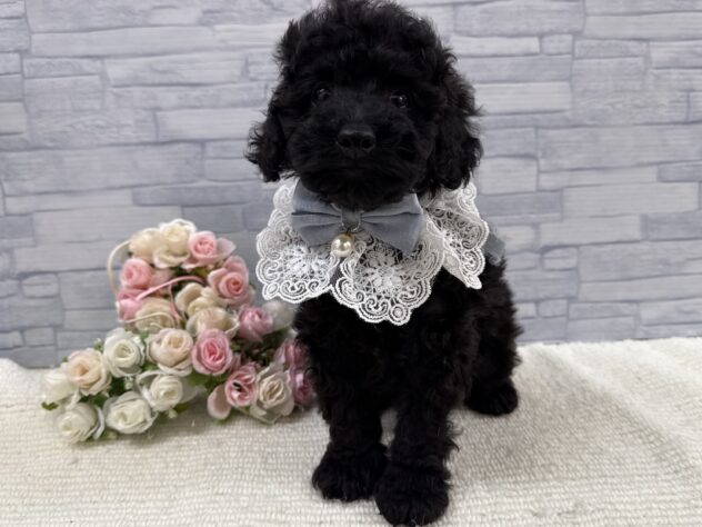 山口県のトイプードル(トイ) (アミーゴ周南店/2025年9月17日生まれ/男の子/ブラック)の子犬の3枚目の画像