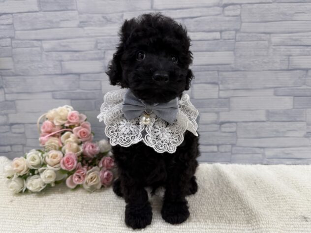 山口県のトイプードル(トイ) (アミーゴ周南店/2025年9月17日生まれ/男の子/ブラック)の子犬の2枚目の画像