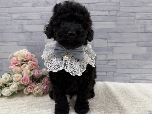 山口県のトイプードル(トイ) (アミーゴ周南店/2025年9月17日生まれ/男の子/ブラック)の子犬の1枚目の画像