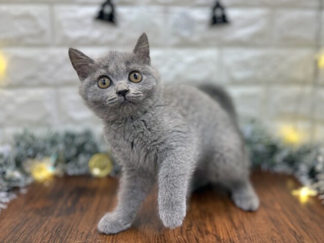 兵庫県のブリティッシュショートヘアー (ワンキャラット アミーゴ姫路飾磨店/2025年8月11日生まれ/女の子/ブルー)の子猫の3枚目の画像