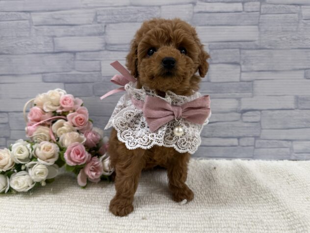 山口県のトイプードル(トイ) (アミーゴ周南店/2025年9月18日生まれ/女の子/レッドフォーン)の子犬の2枚目の画像