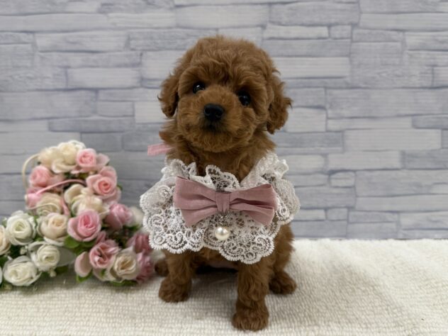 山口県のトイプードル(トイ) (アミーゴ周南店/2025年9月18日生まれ/女の子/レッドフォーン)の子犬の3枚目の画像