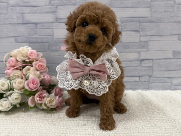 山口県のトイプードル(トイ) (アミーゴ周南店/2025年9月18日生まれ/女の子/レッドフォーン)の子犬の1枚目の画像