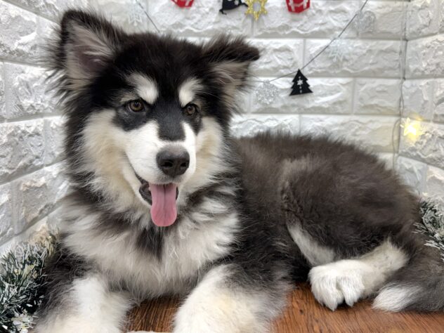 兵庫県のアラスカンマラミュート (ワンキャラット アミーゴ姫路飾磨店/2025年7月22日生まれ/女の子/ブラックホワイト)の子犬の3枚目の画像