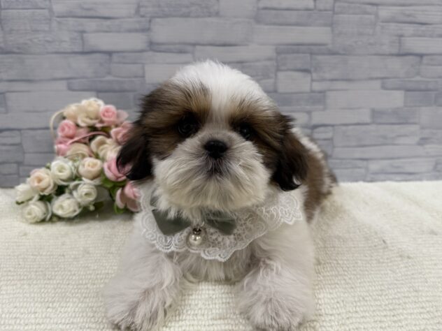 山口県のシーズー (アミーゴ周南店/2025年9月4日生まれ/男の子/ホワイトゴールド)の子犬の2枚目の画像